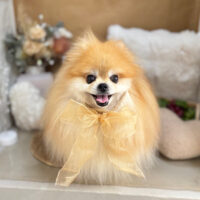 【本店】2025年9月14日のワンちゃん達♪