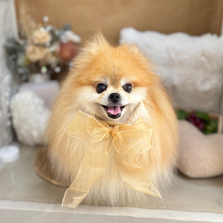 【本店】2025年9月14日のワンちゃん達♪