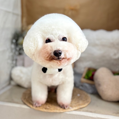 【本店】2025年9月28日のワンちゃん達♪