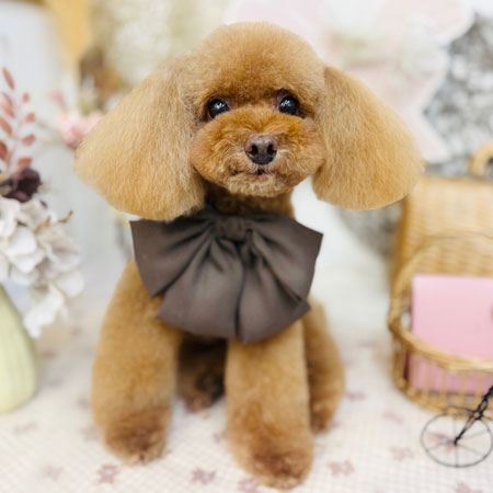 【池下店】2025年9月12日のワンちゃん達♪