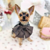 【池下店】2025年9月19日のワンちゃん達♪