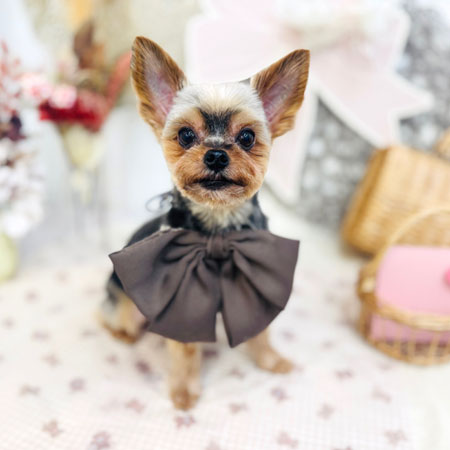 【池下店】2025年9月19日のワンちゃん達♪