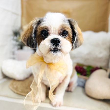 【本店】2025年9月24日のワンちゃん達♪