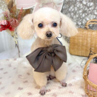 【池下店】2025年9月4日のワンちゃん達♪