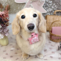 【池下店】2025年9月8日のワンちゃん達♪