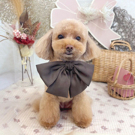 【池下店】2025年9月18日のワンちゃん達♪