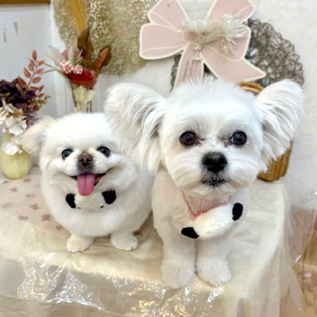 【池下店】2025年9月14日のワンちゃん達♪