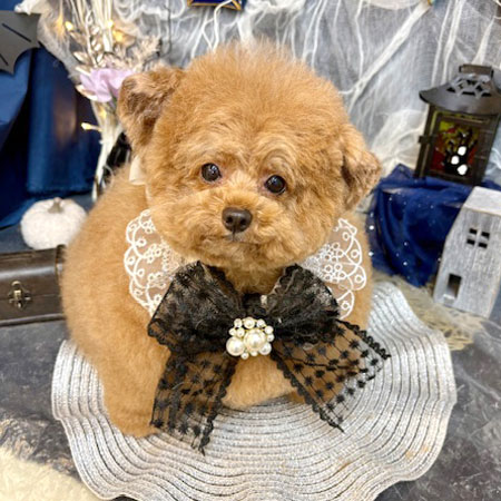 【池下店】2025年9月25日のワンちゃん達♪