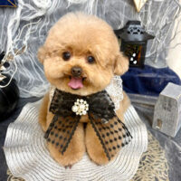 【池下店】2025年9月27日のワンちゃん達♪