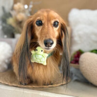 【本店】2025年9月4日のワンちゃん達♪