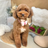 【本店】2025年9月12日のワンちゃん達♪