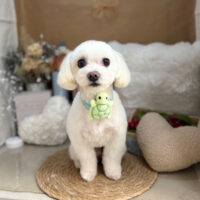 【本店】2025年9月15日のワンちゃん達♪