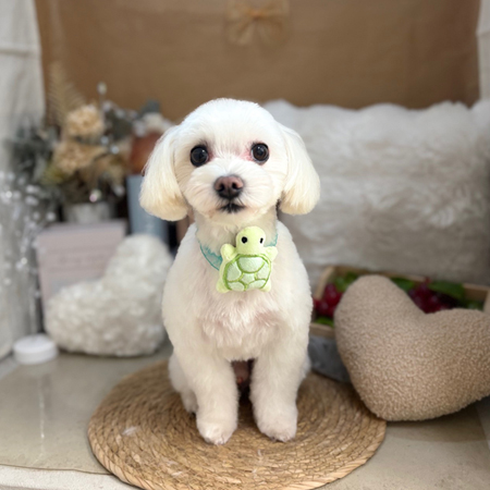 【本店】2025年9月15日のワンちゃん達♪