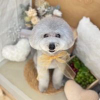 【本店】2025年9月1日のワンちゃん達♪