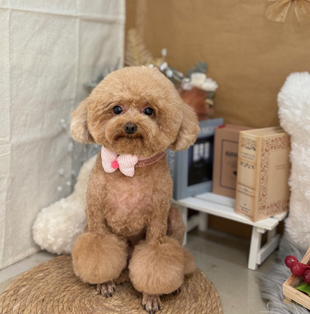 【本店】2025年9月19日のワンちゃん達♪