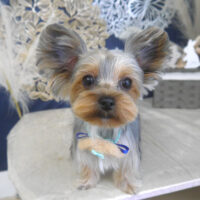 【山手店】2025年9月11日のワンちゃん達♪