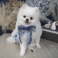 【山手店】2025年9月12日のワンちゃん達♪