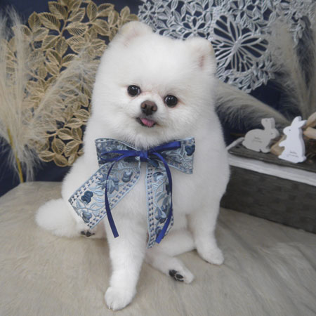 【山手店】2025年9月12日のワンちゃん達♪