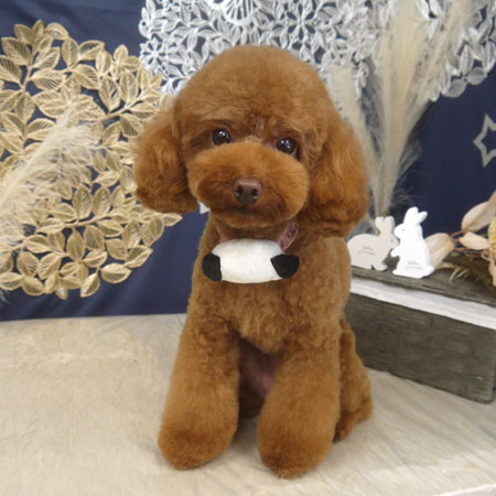 【山手店】2025年9月14日のワンちゃん達♪