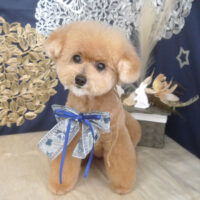 【山手店】2025年9月19日のワンちゃん達♪