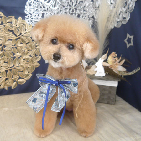 【山手店】2025年9月19日のワンちゃん達♪