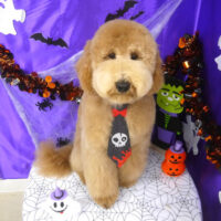 【山手店】2025年9月22日のワンちゃん達♪