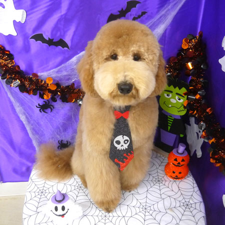 【山手店】2025年9月22日のワンちゃん達♪