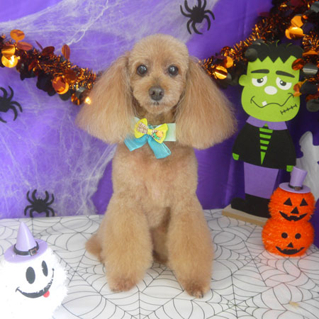 【山手店】2025年9月24日のワンちゃん達♪