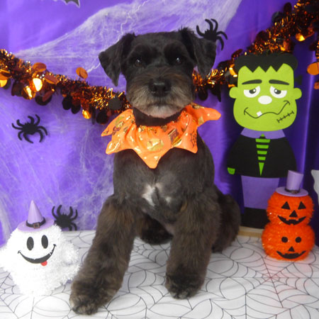 【山手店】2025年9月26日のワンちゃん達♪