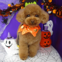 【山手店】2025年9月29日のワンちゃん達♪