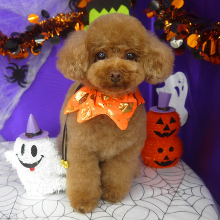 【山手店】2025年9月29日のワンちゃん達♪