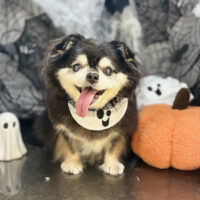 【本店】2025年10月3日のワンちゃん達♪