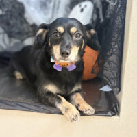 【本店】2025年10月6日のワンちゃん達♪