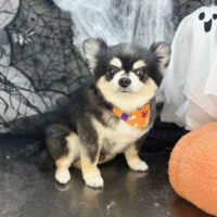 【本店】2025年10月9日のワンちゃん達♪