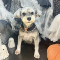 【本店】2025年10月16日のワンちゃん達♪