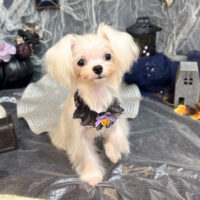 【池下店】2025年10月13日のワンちゃん達♪