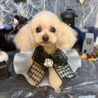 【池下店】2025年10月16日のワンちゃん達♪