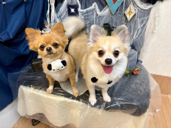 【池下店】2025年10月18日のワンちゃん達♪