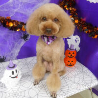 【山手店】2025年10月3日のワンちゃん達♪