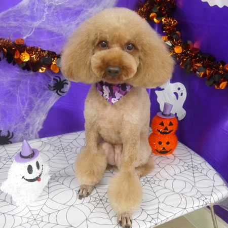 【山手店】2025年10月3日のワンちゃん達♪