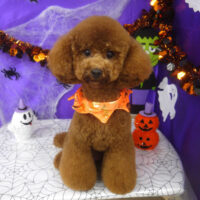 【山手店】2025年10月4日のワンちゃん達♪