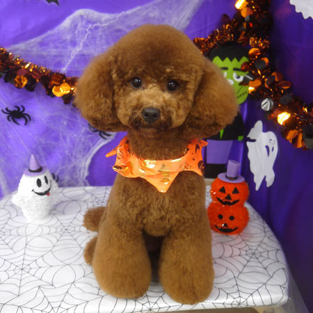 【山手店】2025年10月4日のワンちゃん達♪