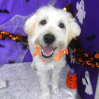 【山手店】2025年10月6日のワンちゃん達♪