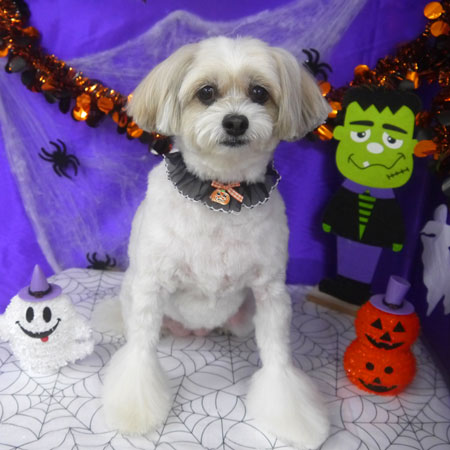 【山手店】2025年10月11日のワンちゃん達♪