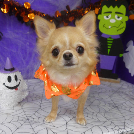 【山手店】2025年10月12日のワンちゃん達♪