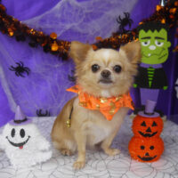 【山手店】2025年10月18日のワンちゃん達♪