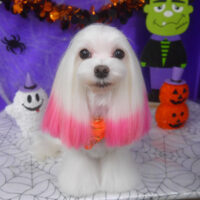 【山手店】2025年10月23日のワンちゃん達♪