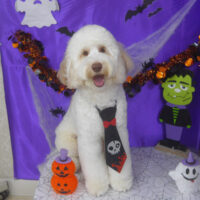 【山手店】2025年10月24日のワンちゃん達♪