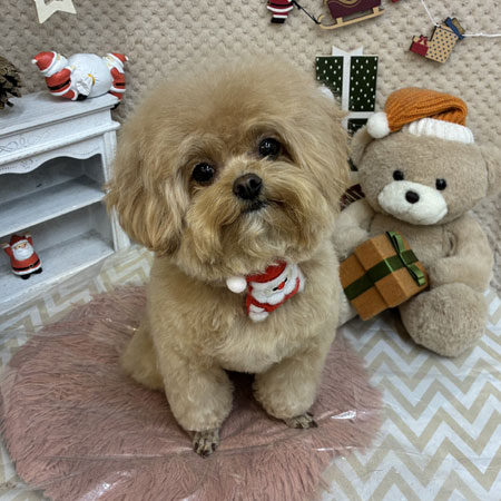 【池下店】2025年11月29日のワンちゃん達♪