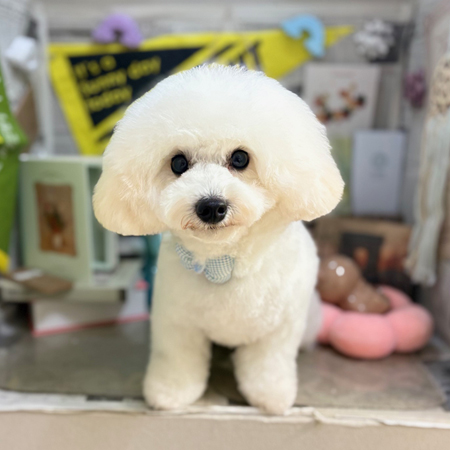 【本店】2025年11月17日のワンちゃん達♪